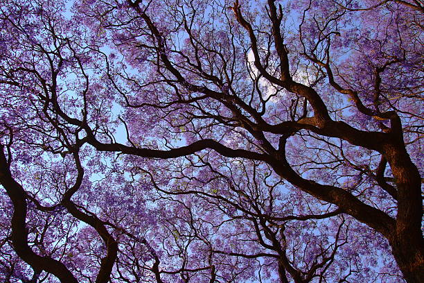 Jacaranda tree & branches stock photo