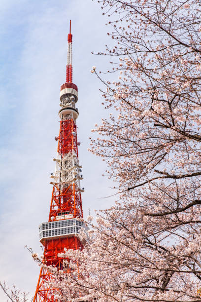 istock Tokyo tower and Sakura cherry blossom 932542818