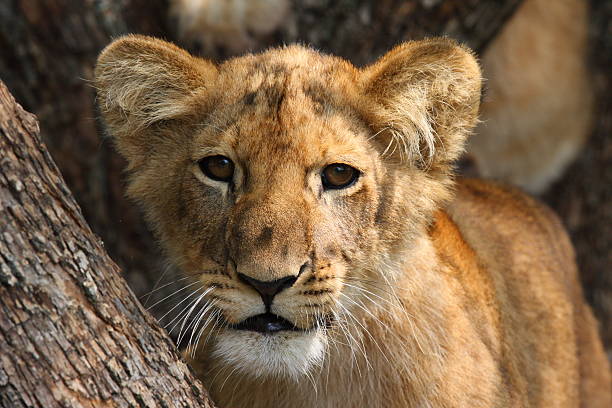 Lion cub looking at camera stock photo
