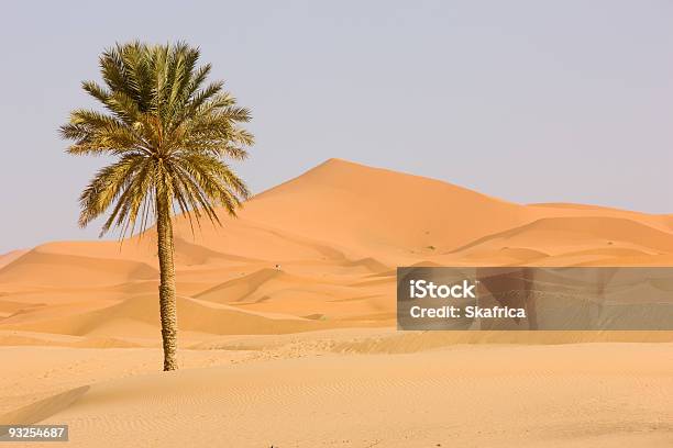 Photo libre de droit de Désert Du Sahara banque d'images et plus d'images libres de droit de Désert - Désert, Palmier, Afrique