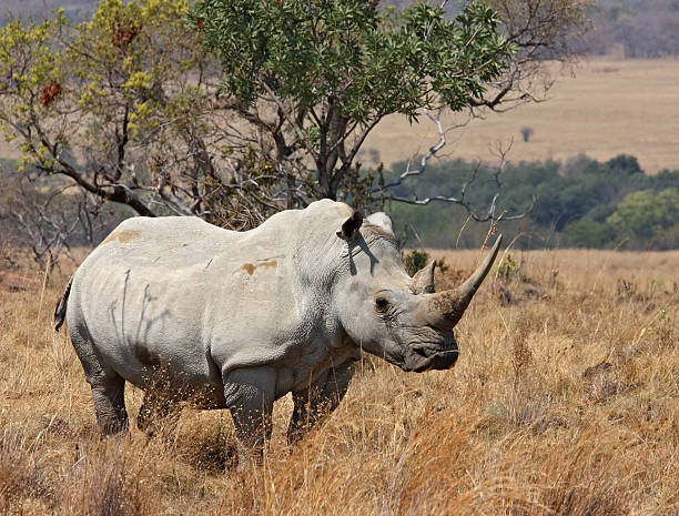 Rhinoceros stock photo