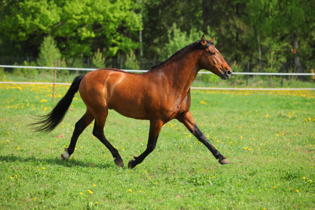 istock Hanoverian horse gallop in spring meadow 932549176