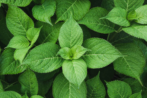 istock Green leafs of hydrangea with raindrops. View from above. Nature background. Foliage. 932549200