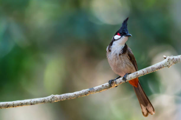 istock Beautiful Red-whiskered bulbul resting on branch 932555366