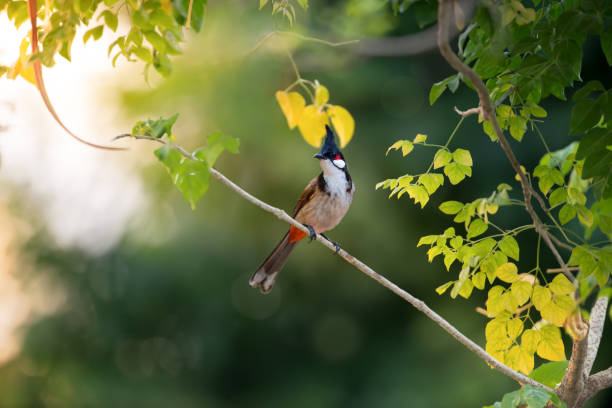 istock Beautiful bird resting on branch 932555398