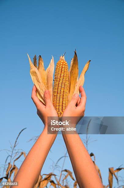 Panícula En Mi Mano Foto de stock y más banco de imágenes de Adulto - Adulto, Color - Tipo de imagen, Fotografía - Imágenes