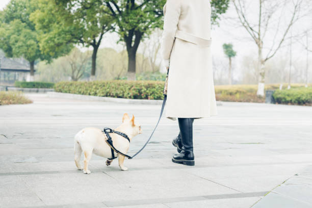 istock young woman walking her dog in park 932557122