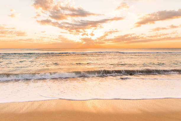istock Golden Palm Beach Sunrise 932559944