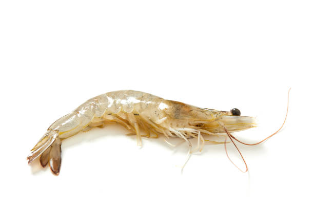 istock Fresh raw seafood shrimp on white background 932560182