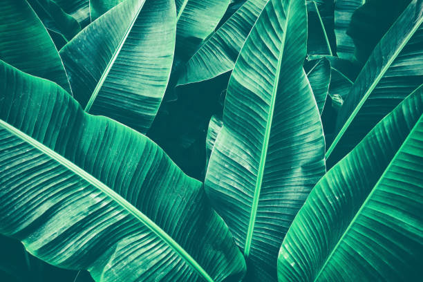 istock tropical banana palm leaf 932560288
