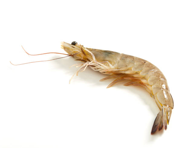 istock Fresh raw seafood shrimp on white background 932560358