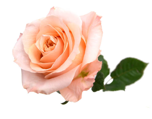 istock A pink rose flower isolated 932560460