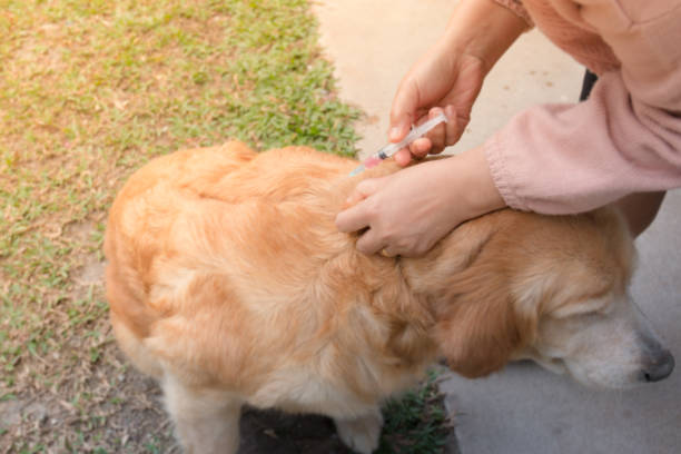 istock Dog Vaccination Golden Retrievers 932560900