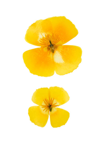 istock Pressed and dried yellow flowers eschscholzia. Isolated on white 932561072