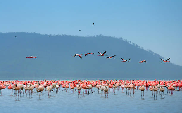 istock flocks of flamingo 93256141