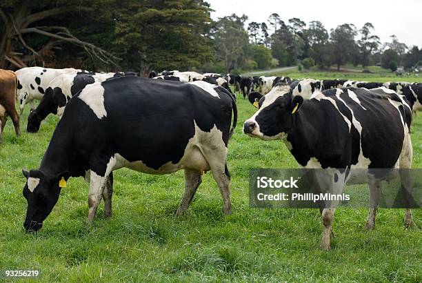 Holstein Friesian Cows Stock Photo - Download Image Now - Agricultural Field, Agriculture, Animal