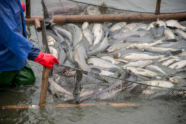 beaucoup de gros poissons ont été capturés sur les lieux de pêche par les travailleurs. - ferme piscicole photos et images de collection