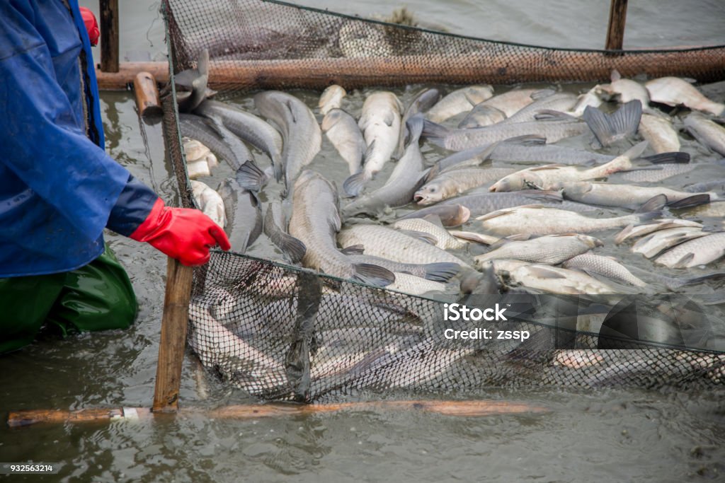 Many big fish were caught on the fishing grounds by workers. Fish Farm Stock Photo