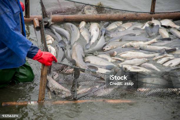 Many Big Fish Were Caught On The Fishing Grounds By Workers Stock Photo - Download Image Now