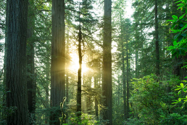 istock Sunrise in the redwoods 932563754