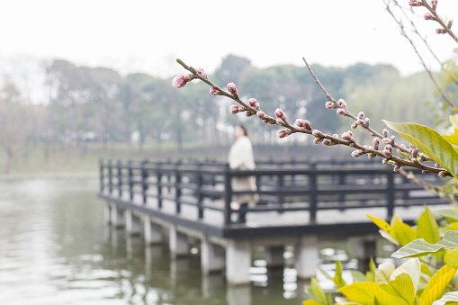 flowers on branch in bloom with a defocused woman on background in park,China.