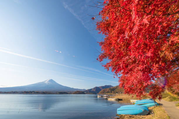 富士山と朝、日本の山梨で秋の季節富士山河口湖。 - autumn leaf japanese maple red ストックフォトと画像