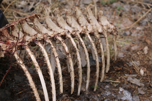 Animal Bones And Rib Cage Stock Photo - Download Image Now - Anatomy, Animal,  Animal Bone - iStock