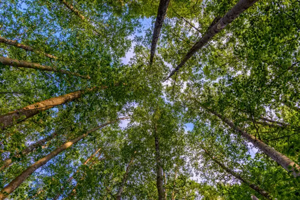 Photo of green trees with crowns at the blue sky