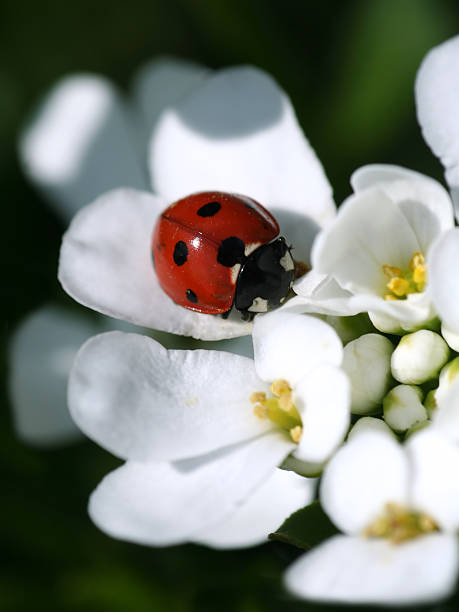 été coccinelle - ladybug moving up single flower close to photos et images de collection