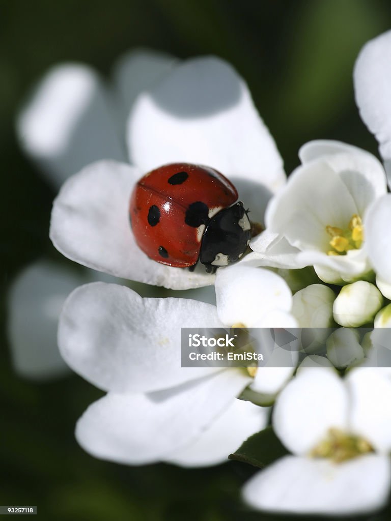 summer ladybird  Close To Stock Photo