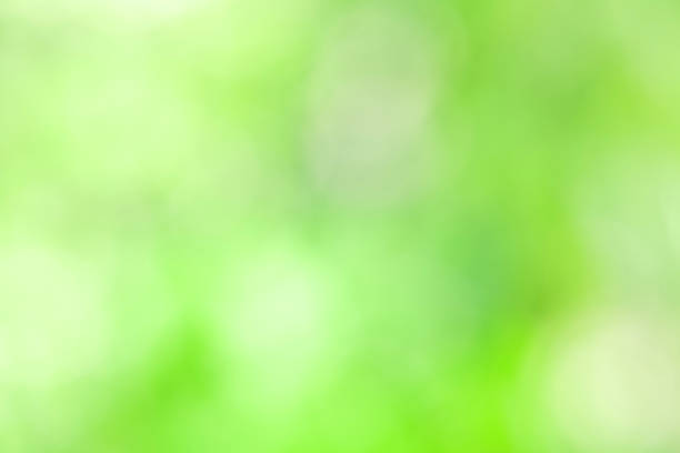 istock Green blurred background and sunlight with bokeh,  spring season. 932573268