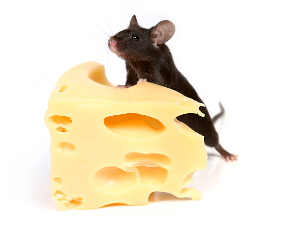 Black mouse on Swiss cheese and white backdrop stock photo