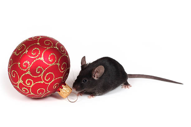 Holiday mouse stock photo