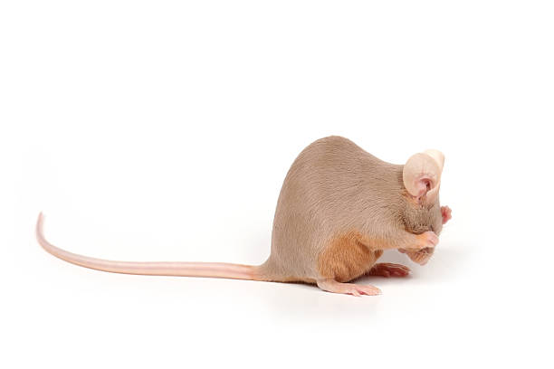 shy mouse stock photo