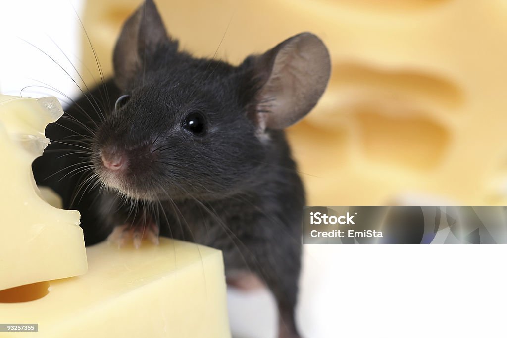 mouse and cheese  Animal Stock Photo