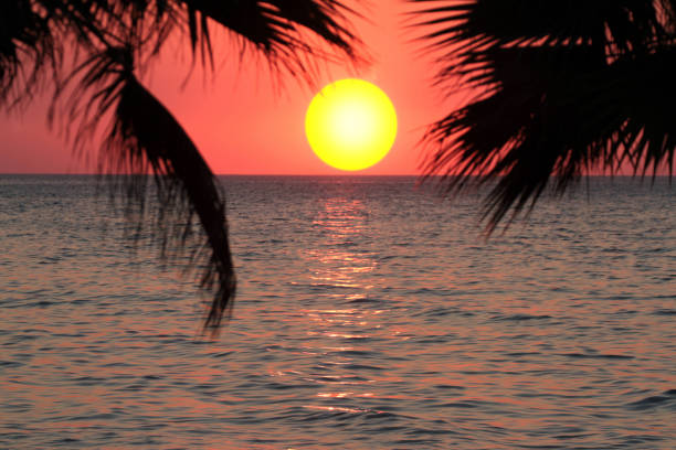 istock Beautiful sunset with palm trees silhouette. 932573632