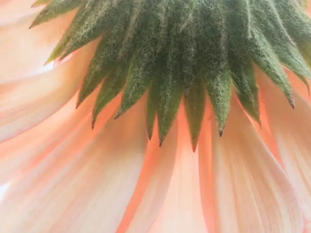 Soft focus on the petals and sepals of a peach-colored Gerber Daisy