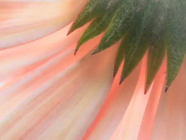 Back-lit, peach-colored daisy with soft focus