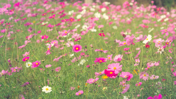 Beautiful landscape summer blossoming meadow. stock photo