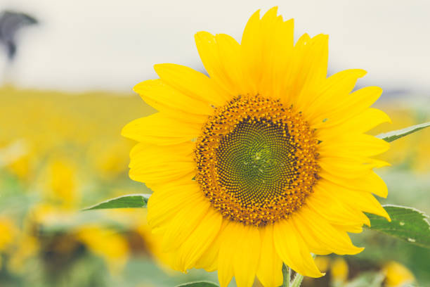 The beautiful sunflower field. stock photo