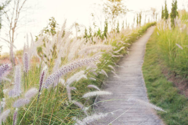 Walkway with grass beside the way on the hill stock photo