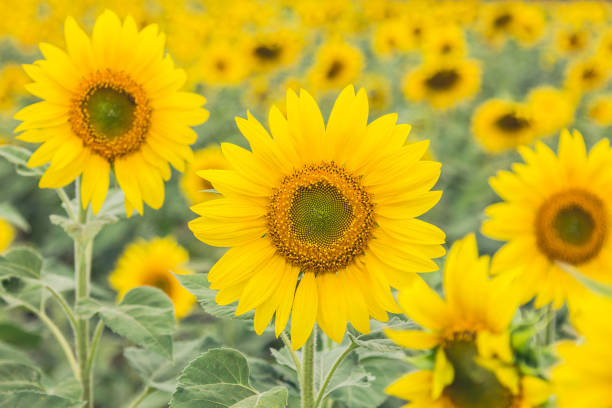 The beautiful sunflower field. stock photo