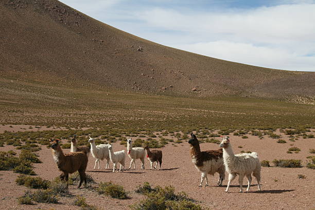istock Llamas in the altiplano 93258135