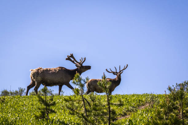 istock Elk in Yellowstone National Park 932585884