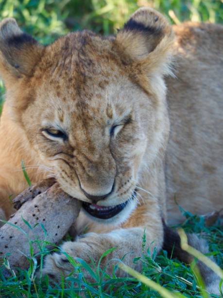 istock Serengeti, Tanzania 932586928