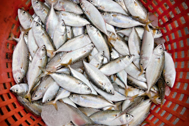 istock fresh mackerel fish in market 932587218