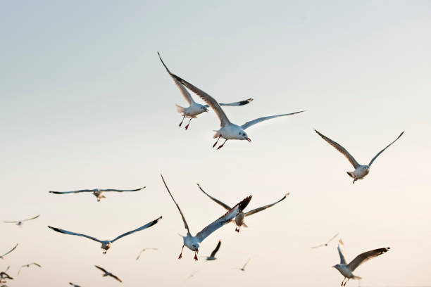istock Many seagull flying in the sky. 932589948