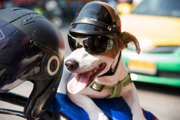 Cane che indossa un casco - foto stock