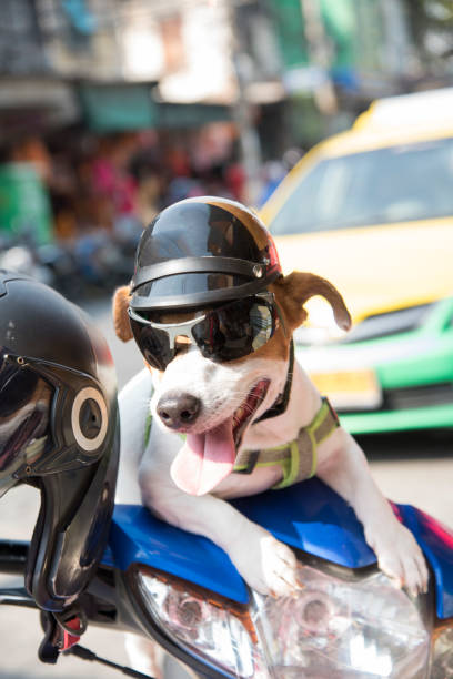 istock Dog wearing a helmet 932596694