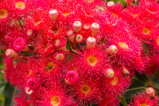 Red flowering gum blossoms of eucalyptus tree with honey bee collecting pollen